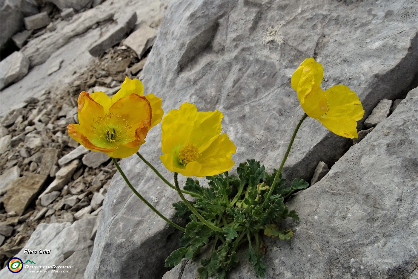 97 Papavero alpino (Papaver alpinum).JPG